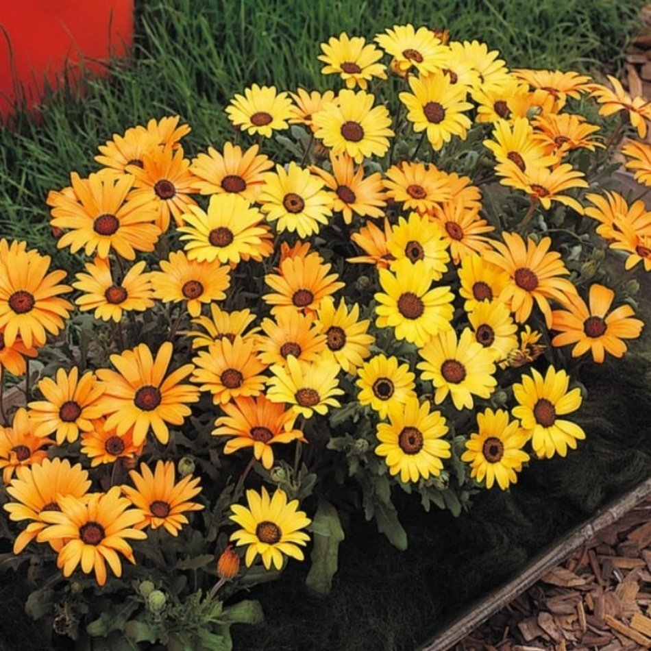 Osteospermum Afrika Papatyası Çiçeği Tohumu -30Tohum