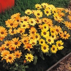 Osteospermum Afrika Papatyası Çiçeği Tohumu -30Tohum