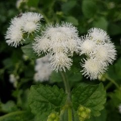 Beyaz Çiçekli Vapur Dumanı Çiçeği Tohumu -50 Tohum