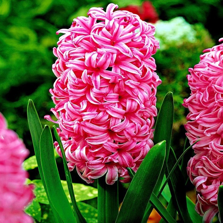 Hollywood Pembe Pearl Sümbül Soğanı (10 Adet)