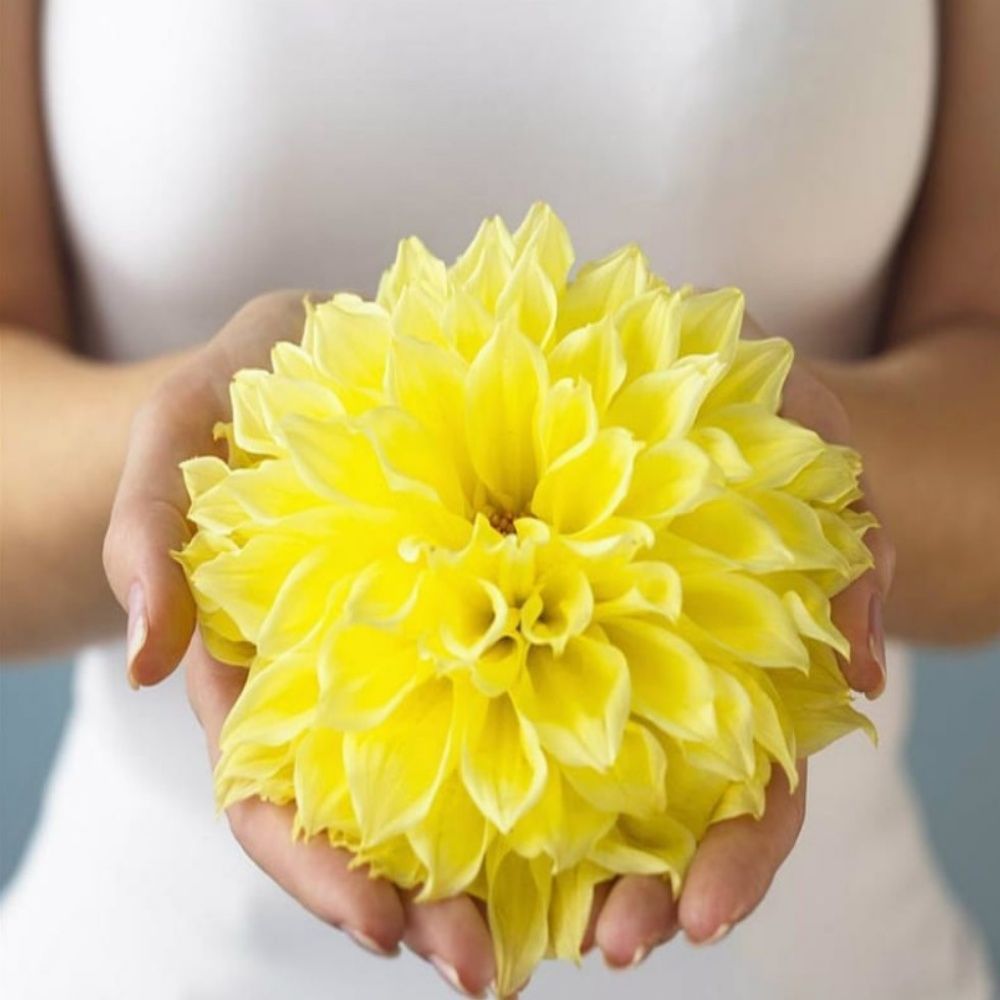 Bilbao Dahlia Yumrusu (1 adet)