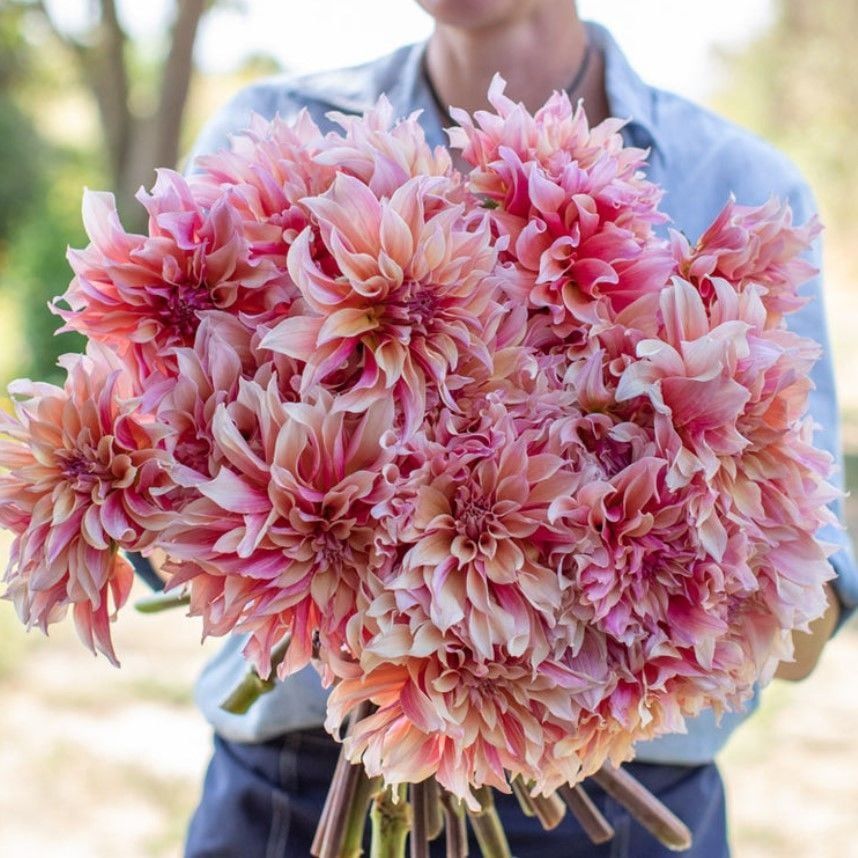 Labyrinth Dahlia Yumrusu (1 adet)