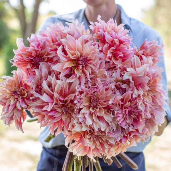 Labyrinth Dahlia Yumrusu (1 adet)