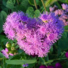 Pembe Çiçekli Vapur Dumanı Çiçeği Tohumu -50 Tohum