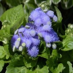 Mavi Çiçekli Vapur Dumanı Çiçeği Tohumu -100 Tohum