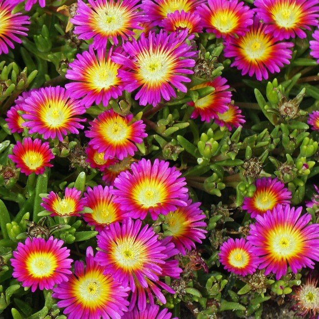 Pembe Yayılıcı Sarkıcı Delasporma Buz Çiçeği Fidesi (3 adet)