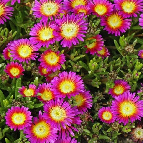 Pembe Yayılıcı Sarkıcı Delasporma Buz Çiçeği Fidesi (3 adet)