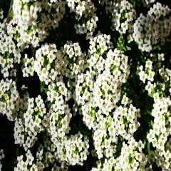 Alyssum Artvinense Kuduz Otu Tohumu -400 Tohum