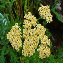 Sarı Alyssum Artvinense Kuduz Otu Tohumu -100 Tohum