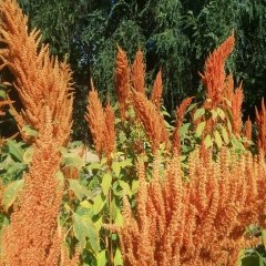 Smooth Pigweed Amaranthus Çiçeği Tohumu -20 Tohum