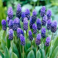 Light Latifolium Üzüm Sümbül Soğanı (10 Adet)