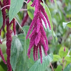 Sarkan Güzel Kırmızı Amaranthus Çiçeği Tohumu -1500 Adet