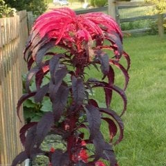 Kırmızı Splendor Amaranthus Çiçeği Tohumu -50 Adet