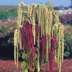 Amaranthus Caudatus Horoz İbiği Çiçeği Tohumu -50 Adet