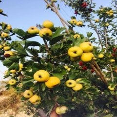 Tüplü Aşılı Hatay Belen Alıç Fidanı (20-40 Cm) 5 Adet