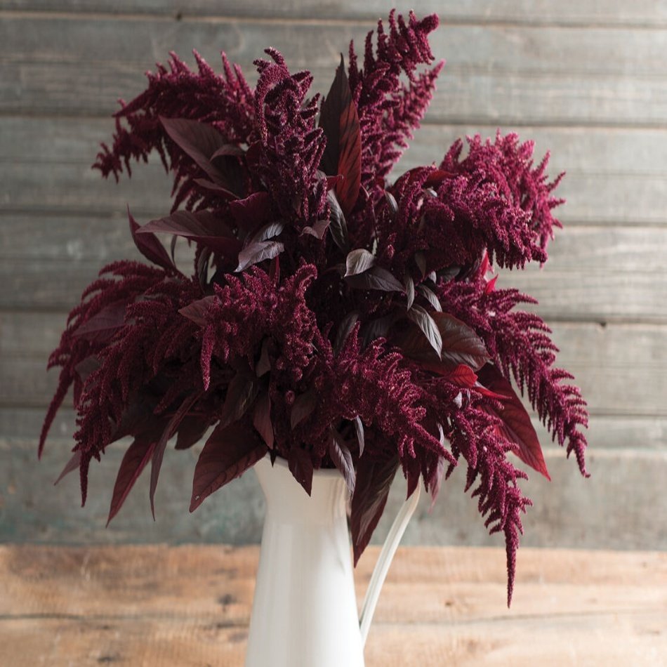 Red Spike Amaranthus Çiçeği Tohumu -50 Adet