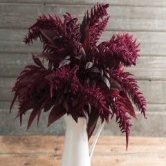 Red Spike Amaranthus Çiçeği Tohumu -50 Adet