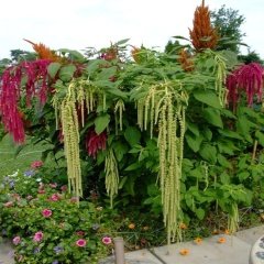 Red Amaranthus Caudatus Horoz İbiği Çiçeği Tohumu -100 Adet