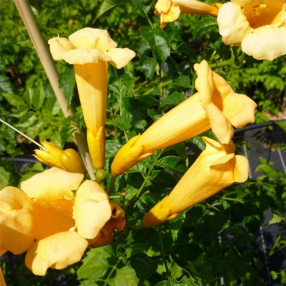 Tüplü Campsis Radicans Sarı Acem Borusu Fidanı
