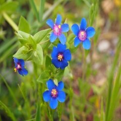 Mavi Anagallis Crassifolia Çiçeği Tohumu -100 Adet