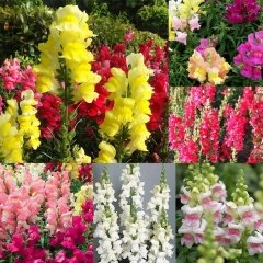 Karışık Snapdragon Rainbow Aslanağzı Çiçeği Tohumu -750 Adet
