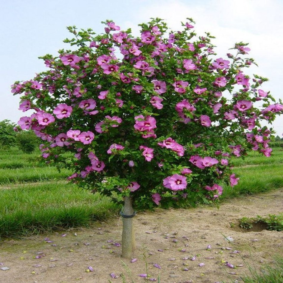Tüplü Hibiscus Syriacus Ağaç Hatmi Fidanı (Boy 200-300 Arası)