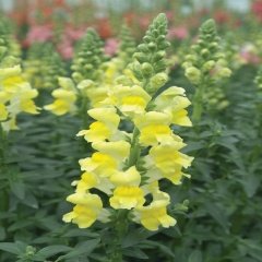 Sarı Antirrhinum Aslanağzı Çiçeği Tohumu -20 Adet