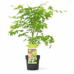 Tüplü Acer Platanoides Çınar Yapraklı Akçaağaç Fidanı