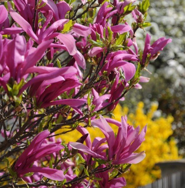 Tüplü Nadir Bulunan Mor Çiçekli Manolya (Magnolia) Fidanı