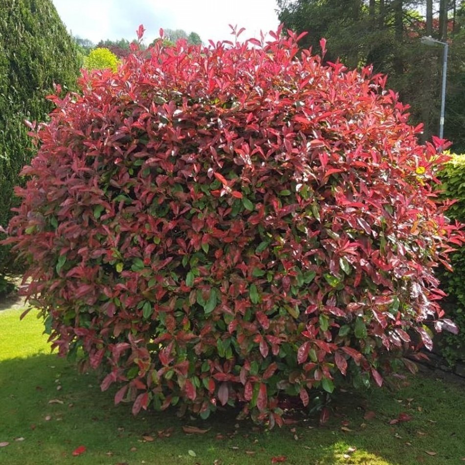Tüplü Photinia Red Alev Çalısı Fidanı