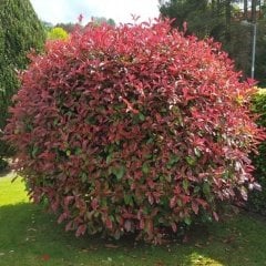 Tüplü Photinia Red Alev Çalısı Fidanı
