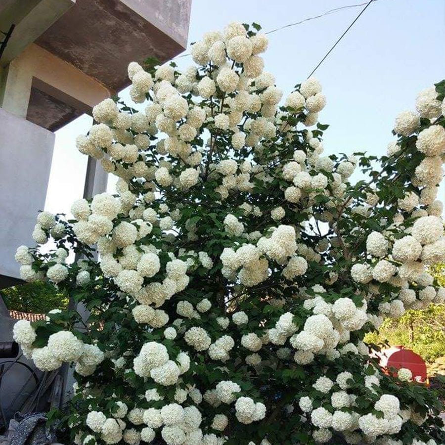 Tüplü Kartopu Fidanı Viburnum Lucidum (80-120 cm)