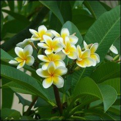 Tüplü Plumeria Amerikan Fulu Fidanı