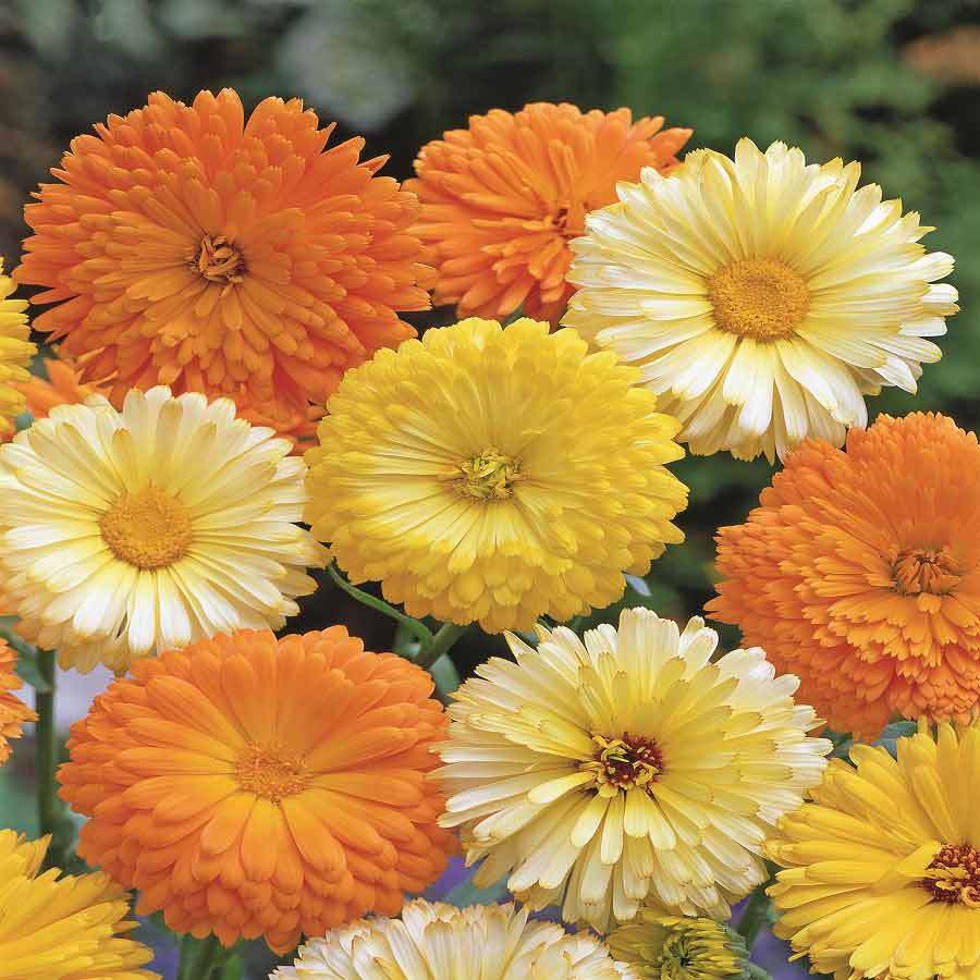 Bodur Karışık Calendula Aynısefa Çiçeği Tohumu -145 Adet