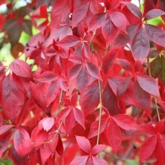 Tüplü Amerikan Parthenocissus Sarmaşık Fidesi (5 Adet)