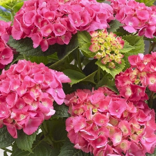 Pembe Çiçekli Tüplü Ortanca Çiçeği Fidanı