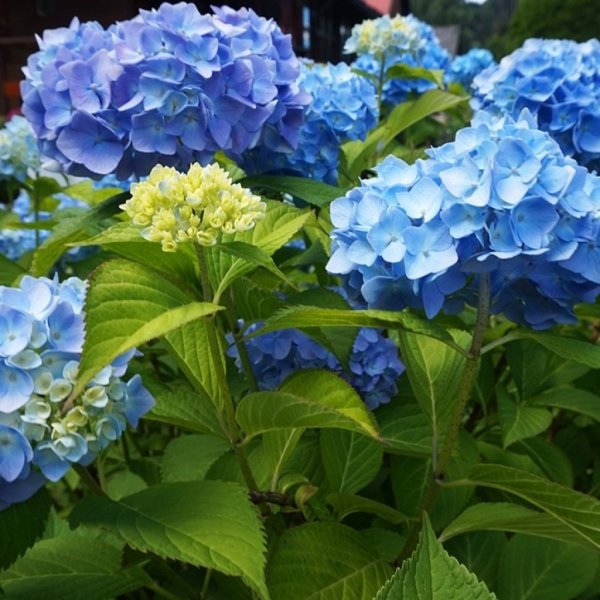 Mavi Çiçekli Tüplü Ortanca Çiçeği Fidanı