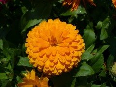 Güneş Güzeli Calendula Aynısefa Çiçeği Tohumu -50 Adet