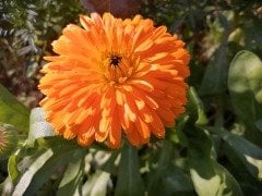 Turuncu Double Katmerli Calendula Aynısefa Çiçeği Tohumu -50 Adet