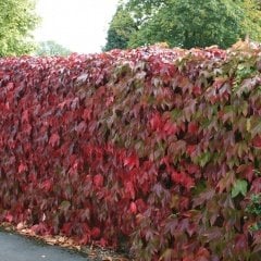Tüplü Amerikan Parthenocissus Sarmaşık Fidanı (50 Adet)