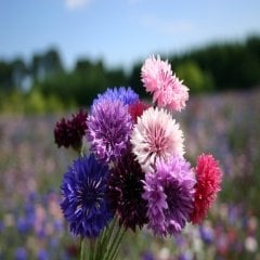 Karışık Peygamber (Centaurea) Çiçeği Tohumu -50 Adet