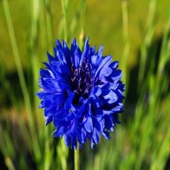 Koyu Mavi Peygamber (Centaurea) Çiçeği Tohumu -50 Adet