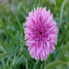 Pembe Peygamber (Centaurea) Çiçeği Tohumu -50 Adet