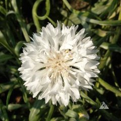 Beyaz Peygamber (Centaurea) Çiçeği Tohumu -50 Adet