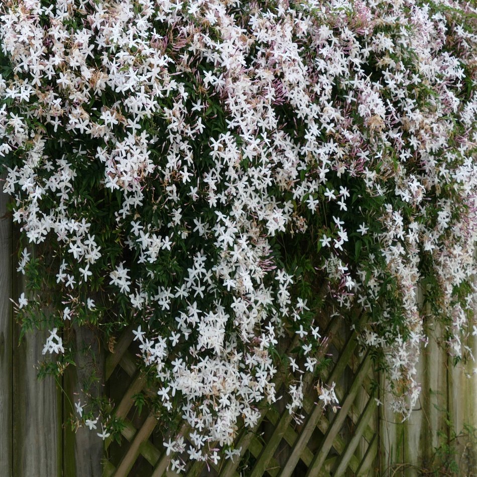 Tüplü Kokulu Jasminum Arap Yasemin Fidanı