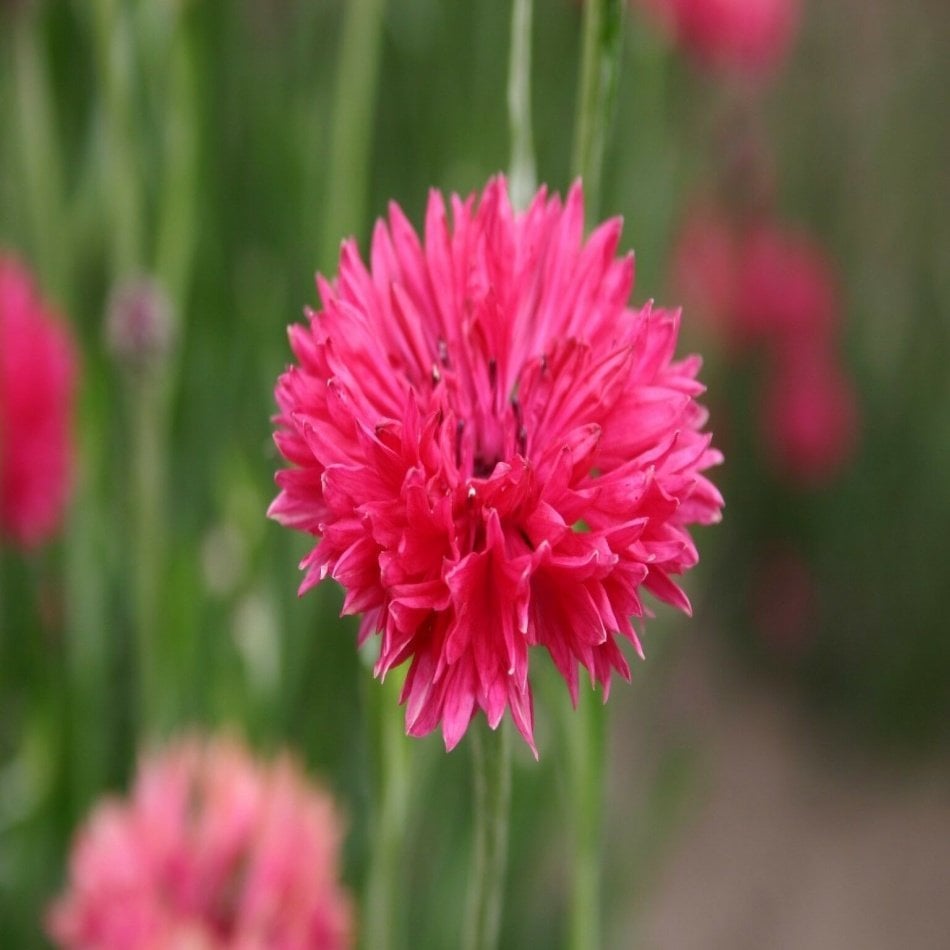 Kırmızı Peygamber (Centaurea) Çiçeği Tohumu -50 Adet