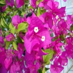 Tüplü Bodur Bougainvillea Fuşya Begonvil Fidanı