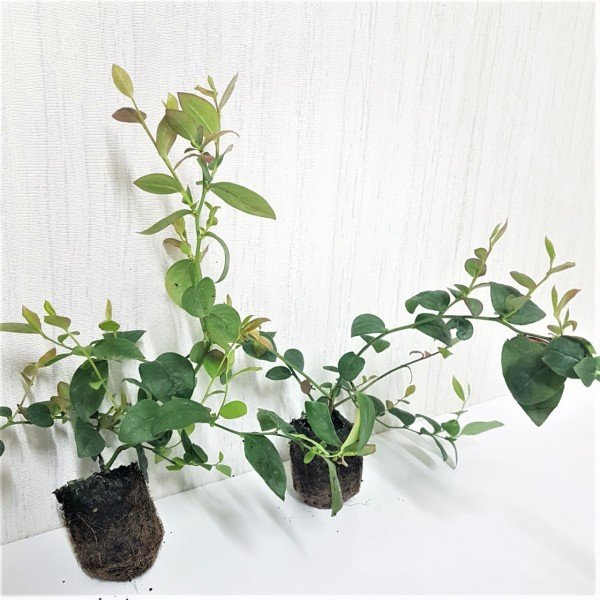 Özel Üretim Chandler Yaban Mersini Fidesi (5-15 cm 10 Adet)