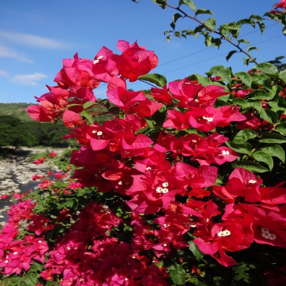 Tüplü Kırmızı Begonvil (Bougainvillea) Fidanı