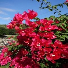 Tüplü Kırmızı Begonvil (Bougainvillea) Fidanı
